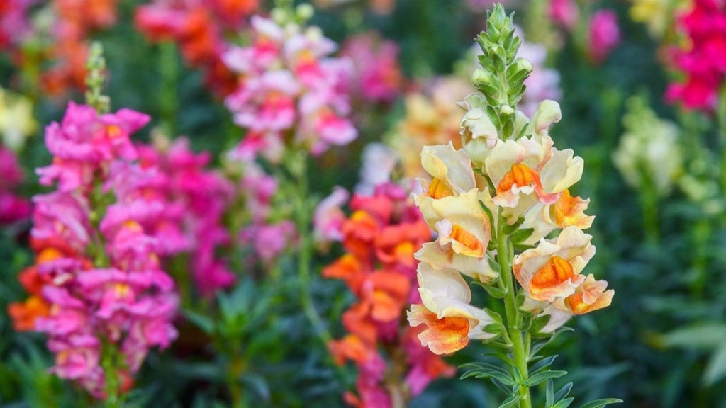 From Bloom to Bounty: A Comprehensive Guide to Collecting Snapdragon Seeds