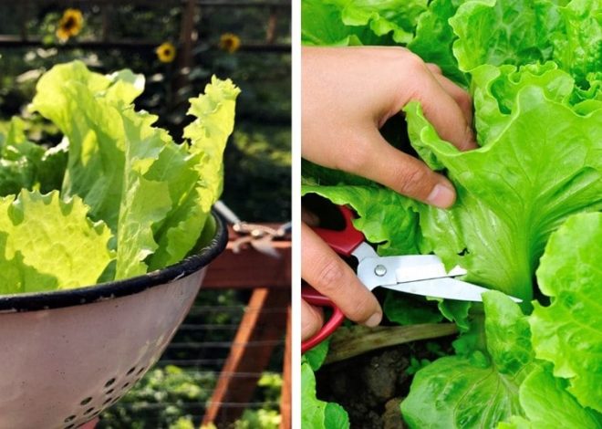 The Perpetual Salad Bowl: Mastering the Art of Cutting Lettuce for Continuous Growth