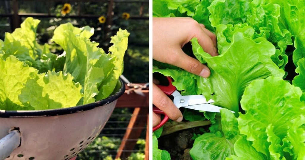 The Perpetual Salad Bowl: Mastering the Art of Cutting Lettuce for Continuous Growth