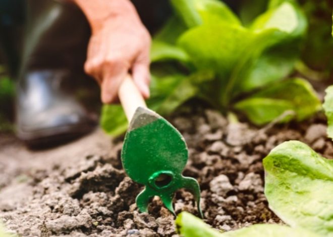 Unearthing Garden Success: A Comprehensive Guide to Tending, Timing, and Plotting Your Green Oasis