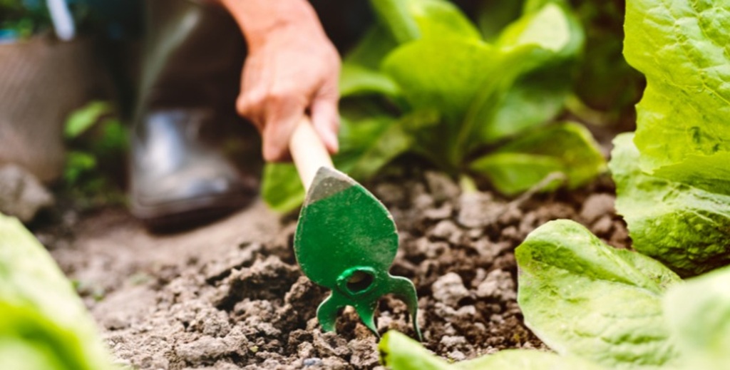 Unearthing Garden Success: A Comprehensive Guide to Tending, Timing, and Plotting Your Green Oasis